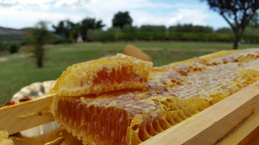 I Sicomori - Seme Di Carota - Glamping E Appartamenti Con Piscina A Saturnia Exterior photo