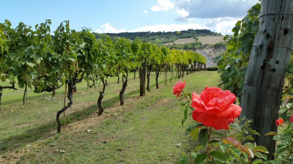 I Sicomori - Seme Di Carota - Glamping E Appartamenti Con Piscina A Saturnia Exterior photo